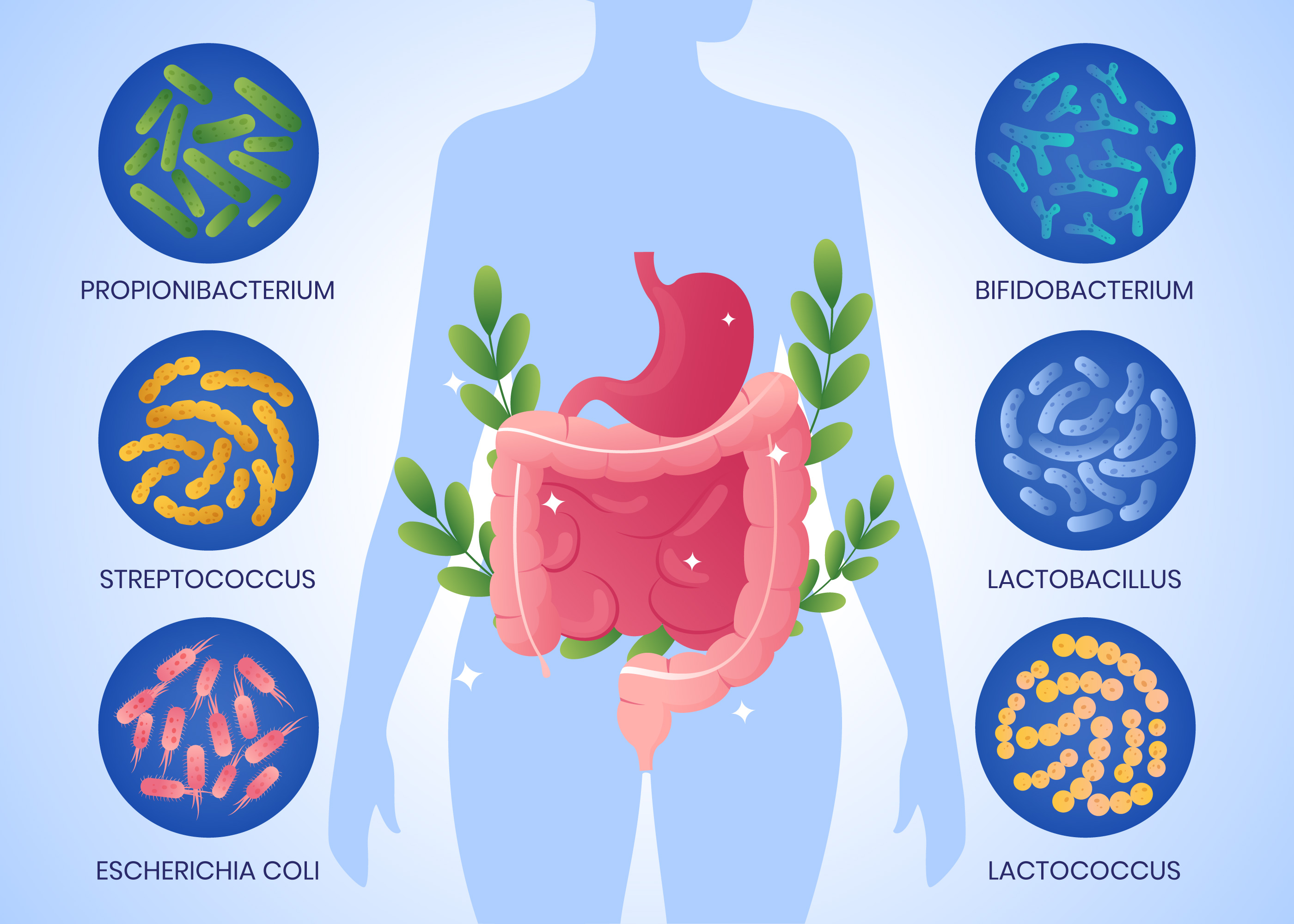 Gut Health Revolution: Why Your Microbiome is the Key to Wellness